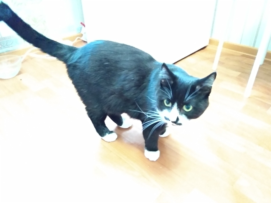 Хвостик котенка