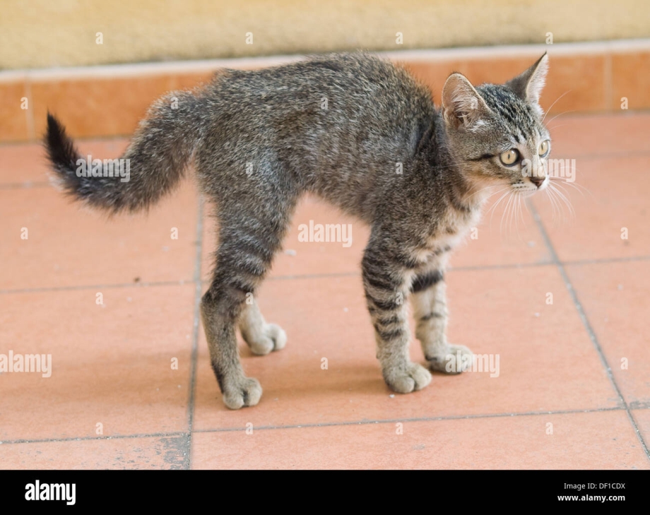 Длинная кошка