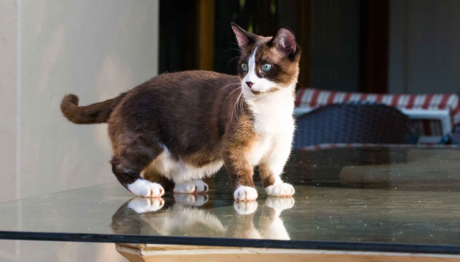 Коты стоят на задних лапах