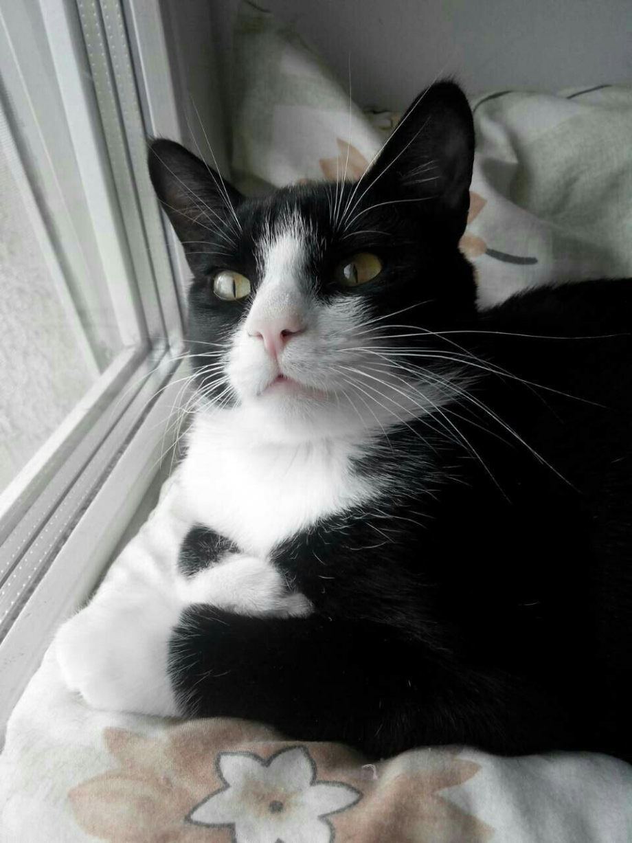 Felix the Cat