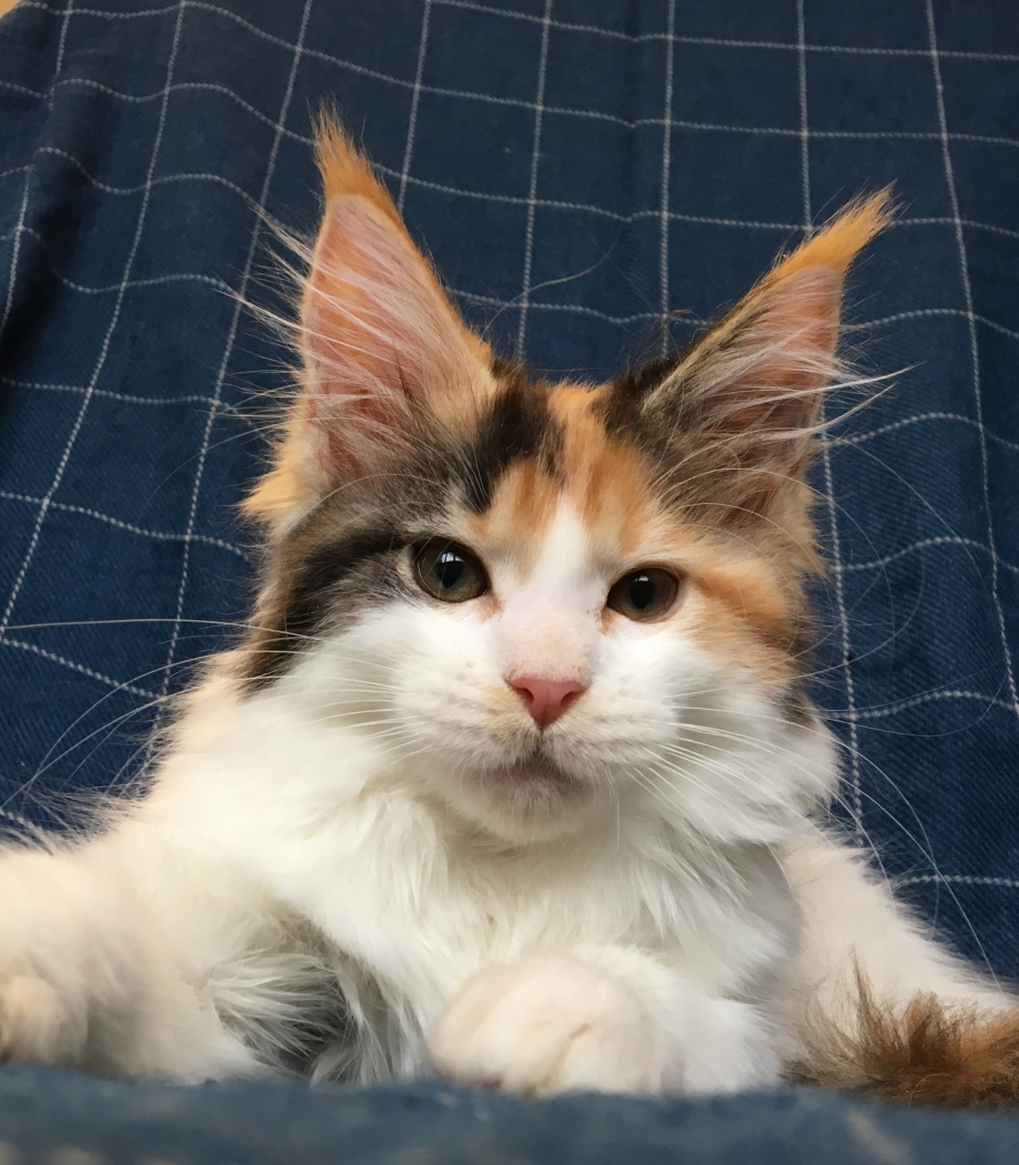 Митхун кот