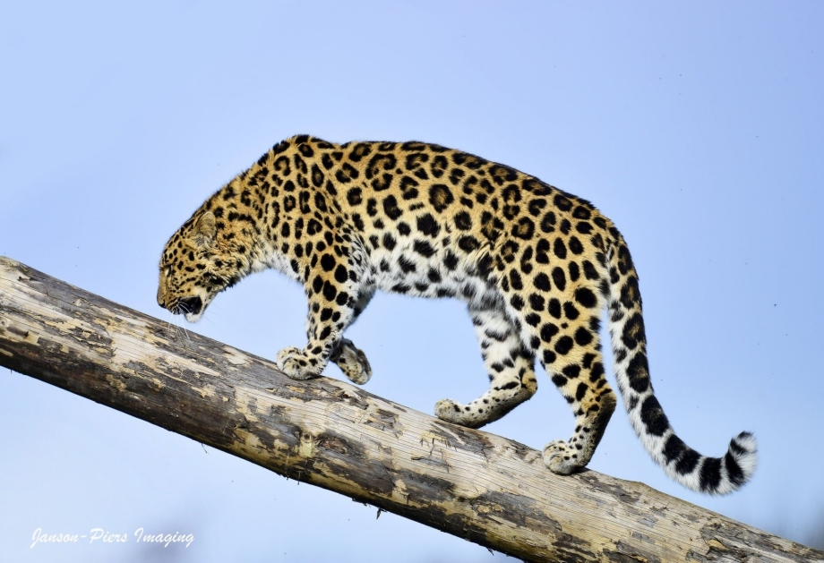 Дальневосточный (Амурский) леопард или Panthera pardus orientalis