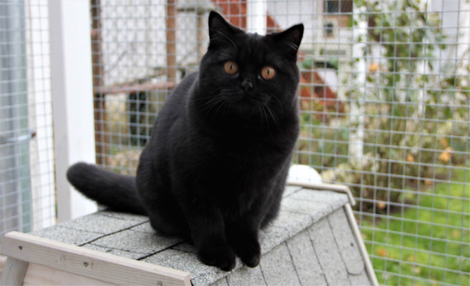 British Shorthair Chernyy кошка