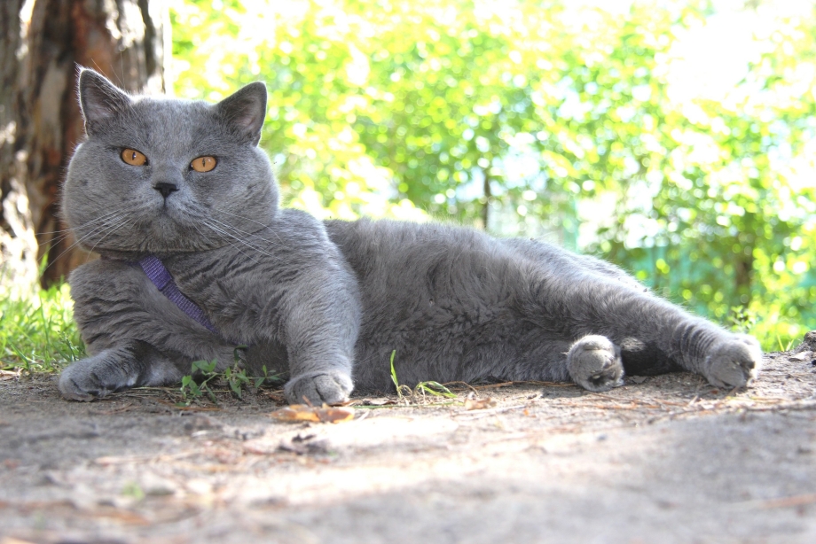 Британский кот на улице