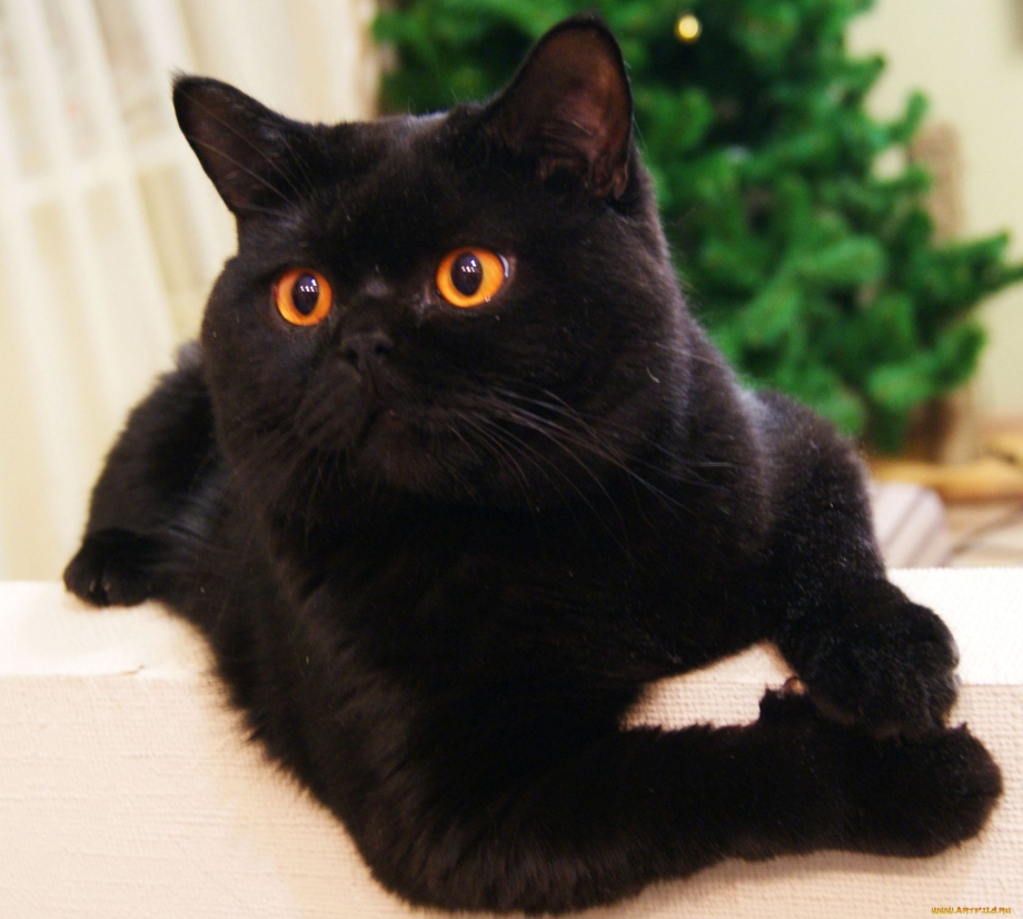 Британец кошка черная