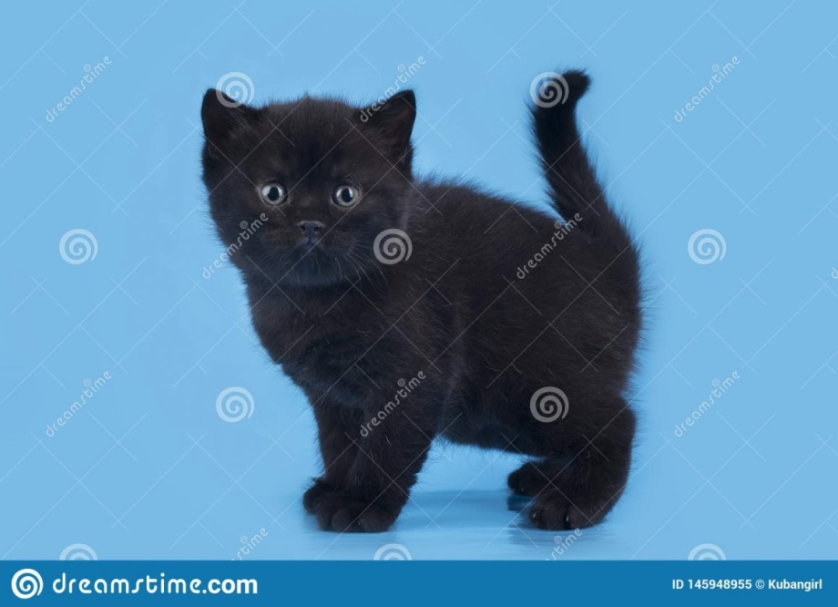 Черный британский кот черный