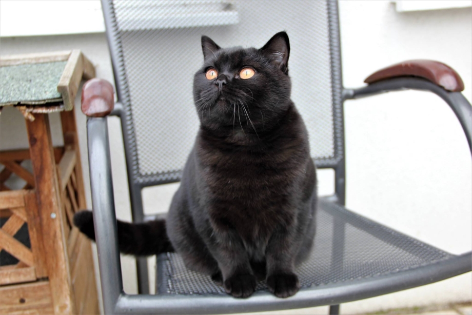 British Shorthair Kitten черный