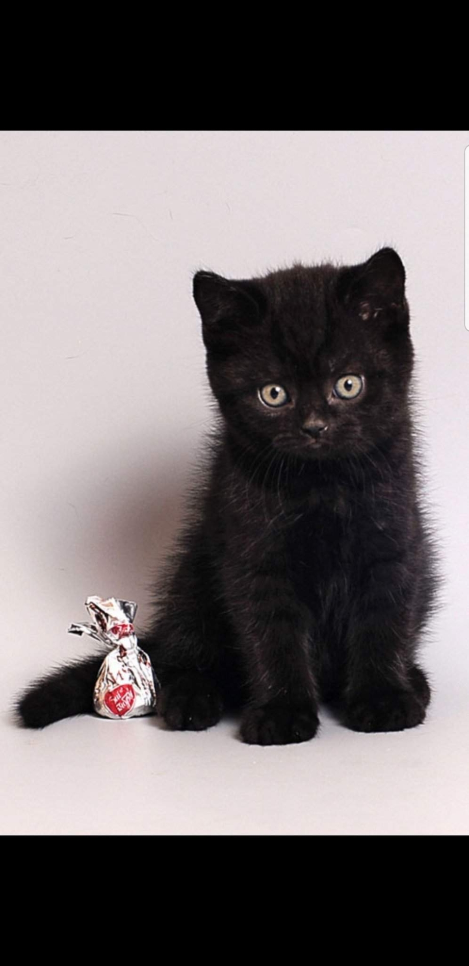 Британские котята черные