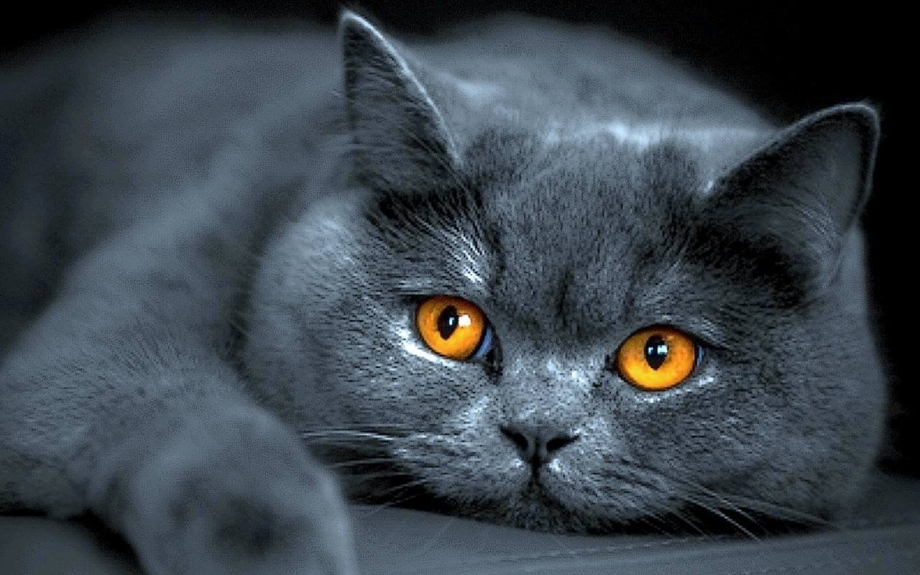 Скоттиш шартрез