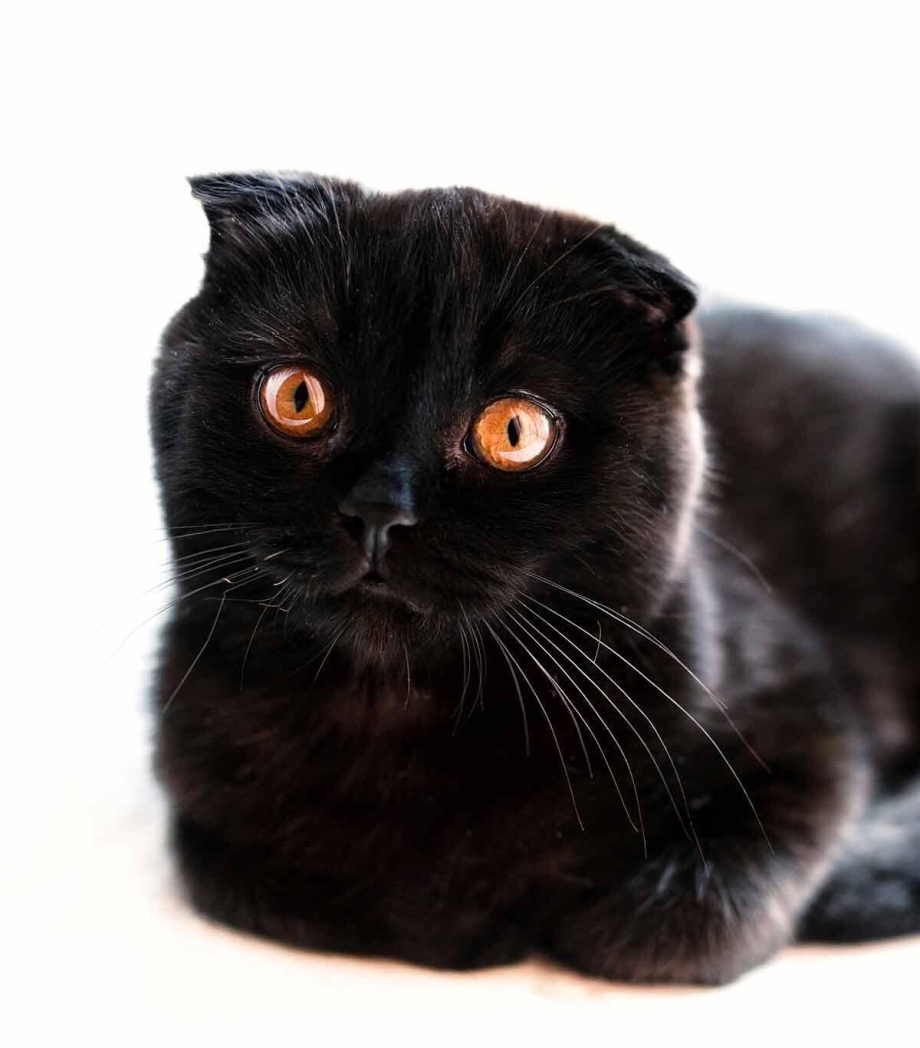 Шотландская вислоухая кошка черная