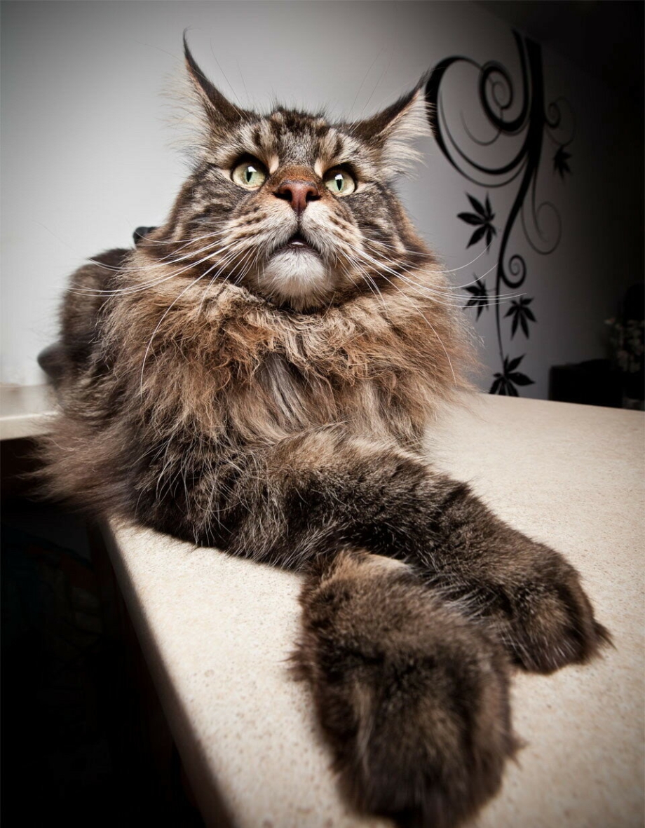 Коты Мейн кун