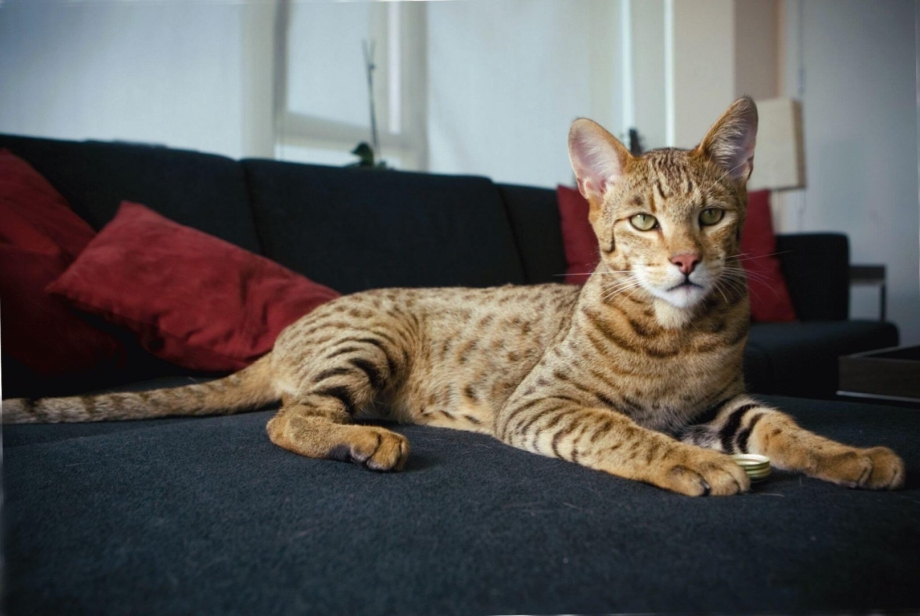 Кошка Ашера