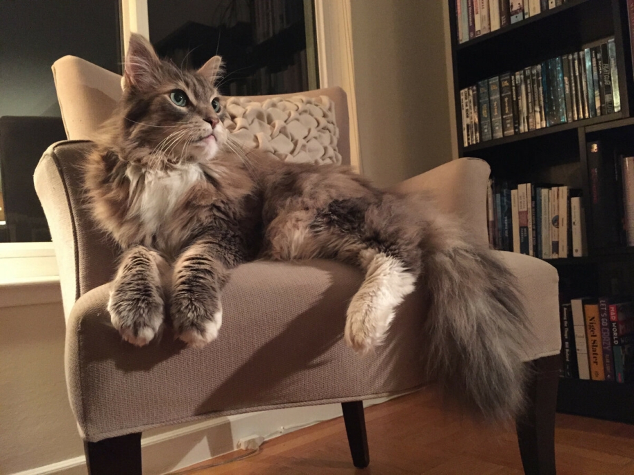Maine Coon a30130
