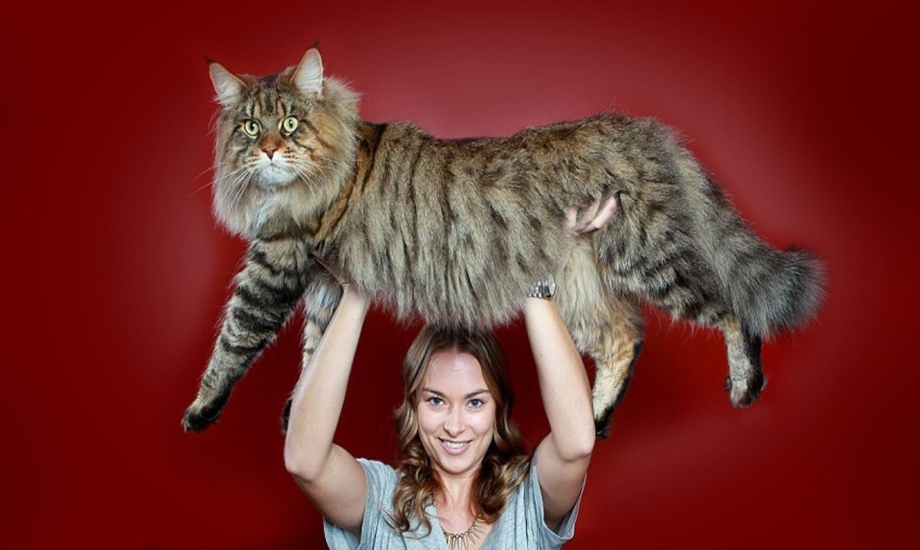Самые большие коты Мейн куны