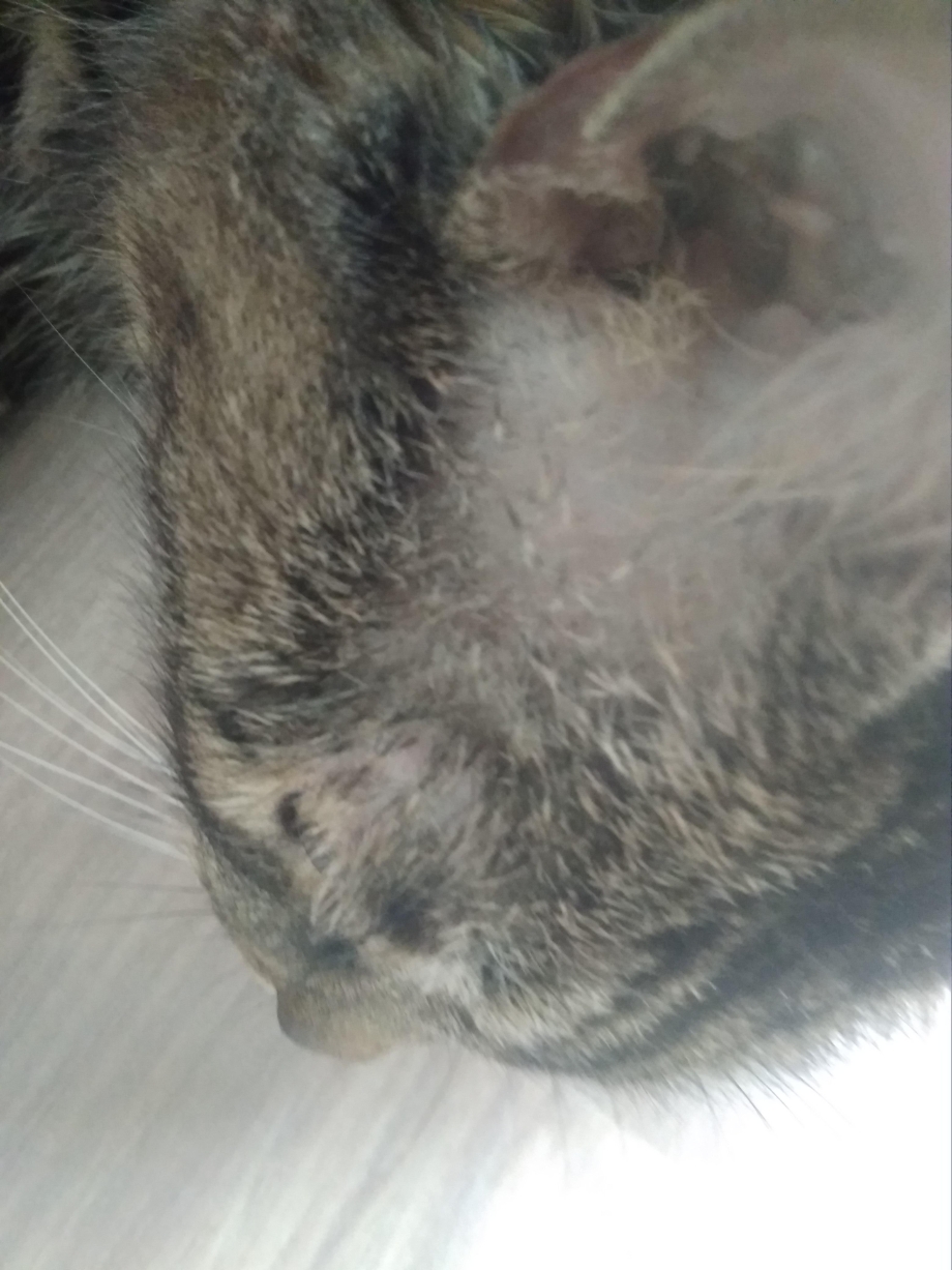 Стригущий лишай у кошек на ушах