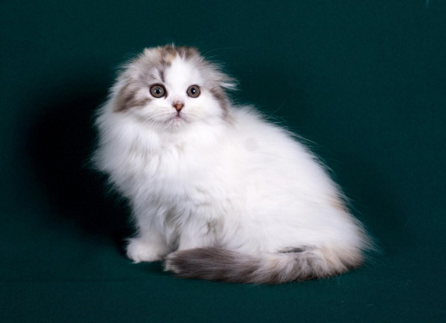 Шотландская вислоухая кошка хайленд фолд