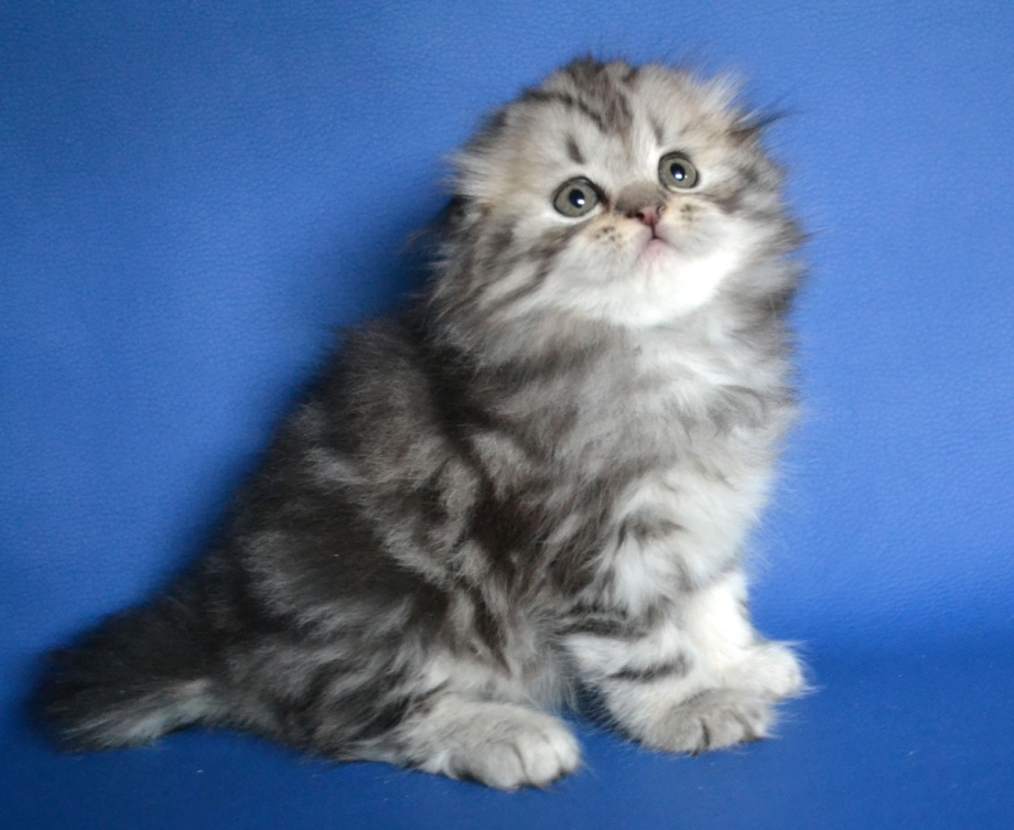 Скоттиш фолд длинношерстный