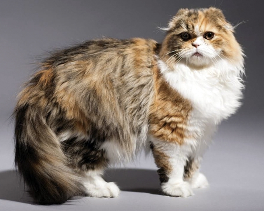 Шотландская вислоухая кошка хайленд фолд