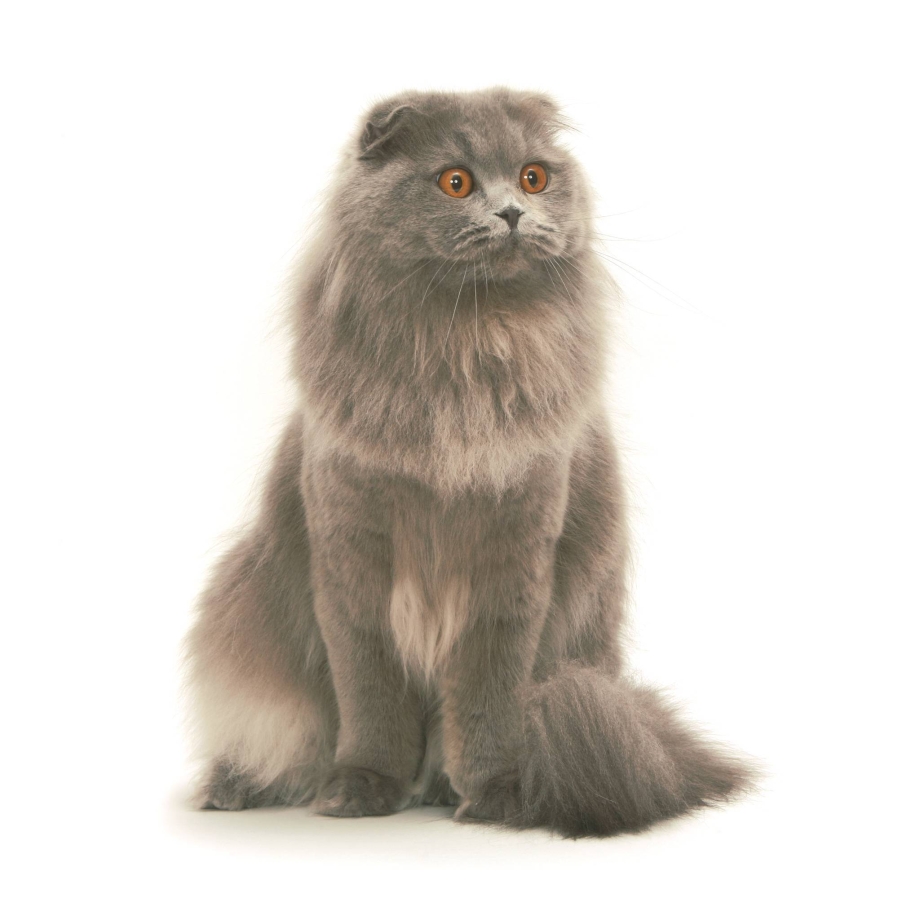Кошка хайленд страйт