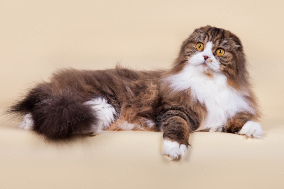 Highland Fold кошка