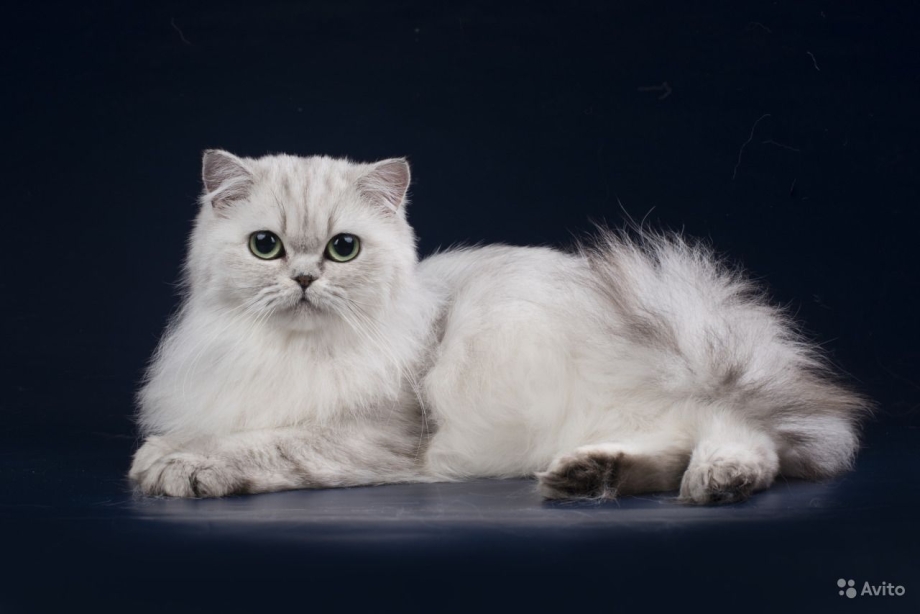 Шотландская вислоухая кошка длинношерстная