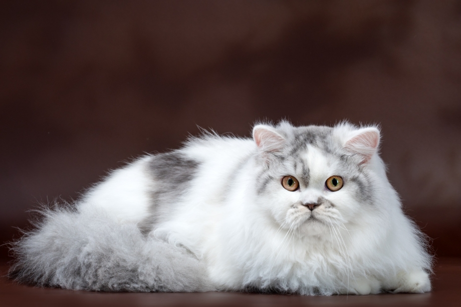 Британская длинношёрстная кошка