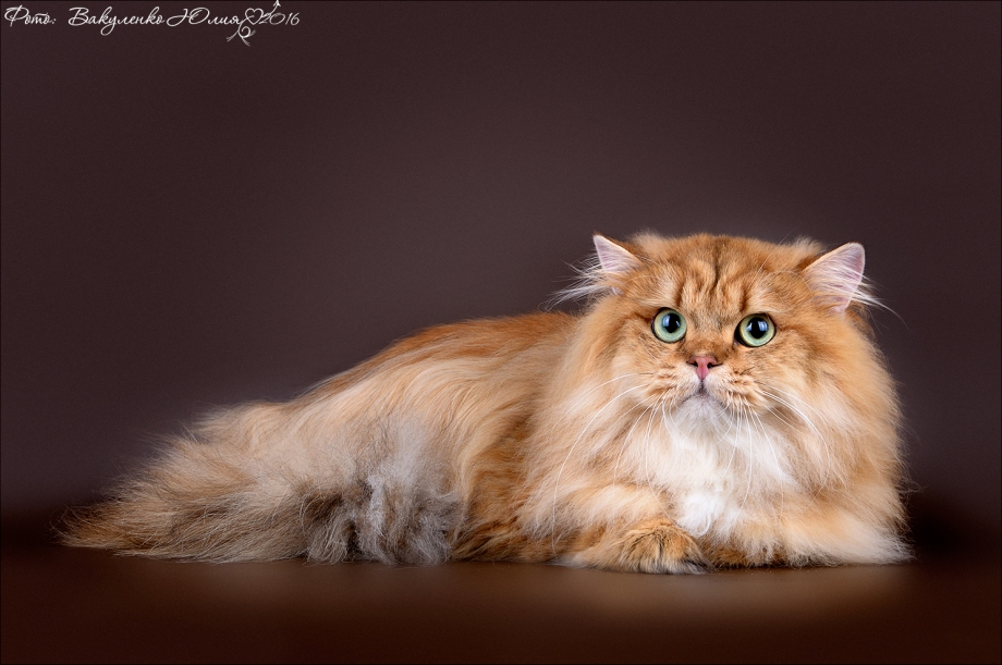 Коты породы хайленд фолд