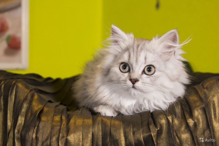Хайленд страйт котята