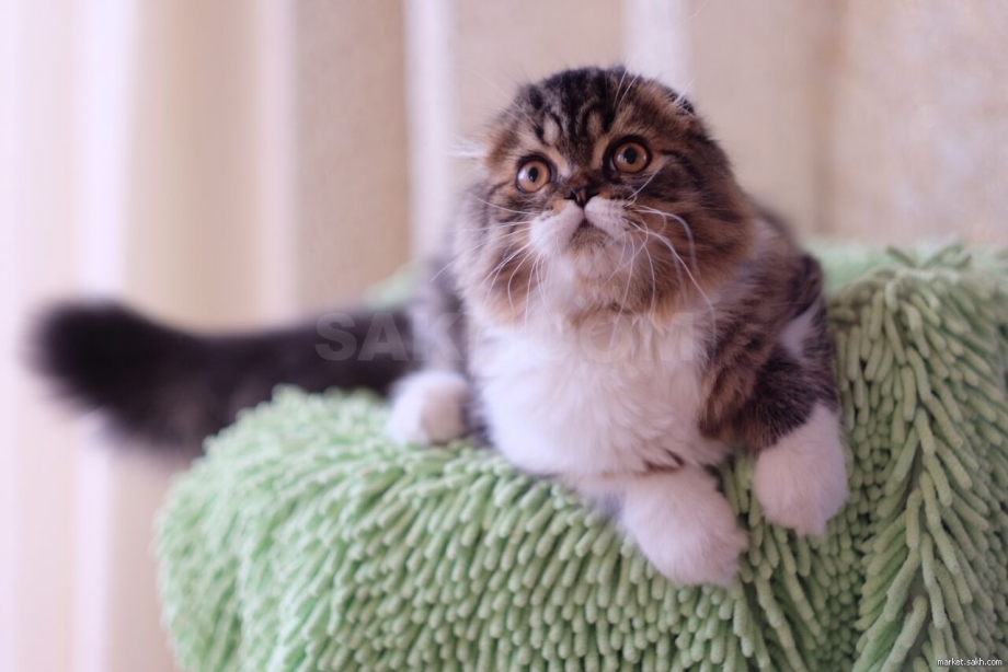Скоттиш фолд хайленд котята