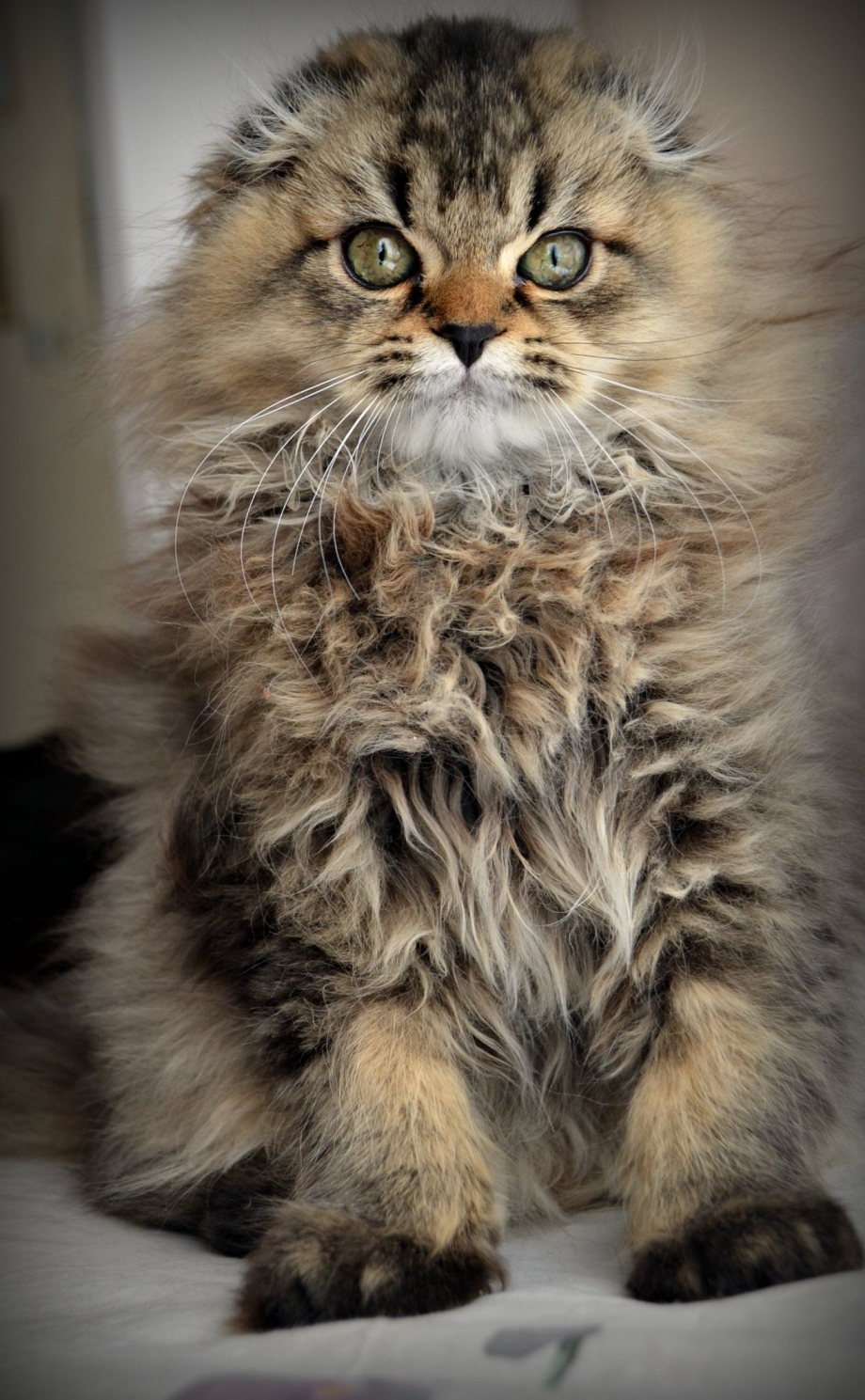 Highland Fold кошка