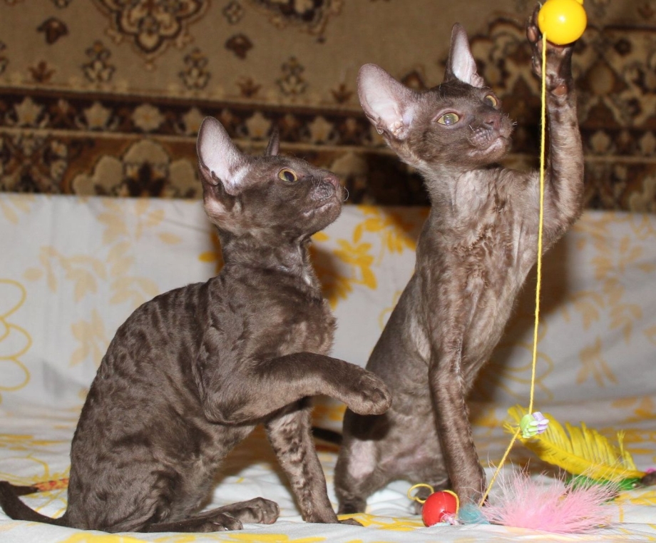 Кошка Корниш рекс шоколад