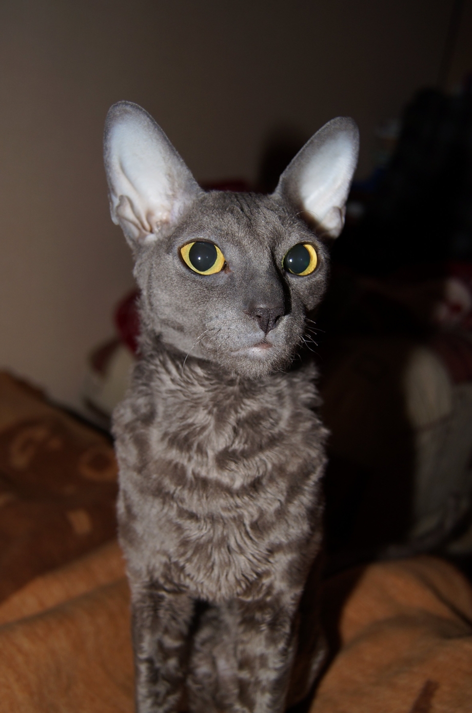 Корниш рекс