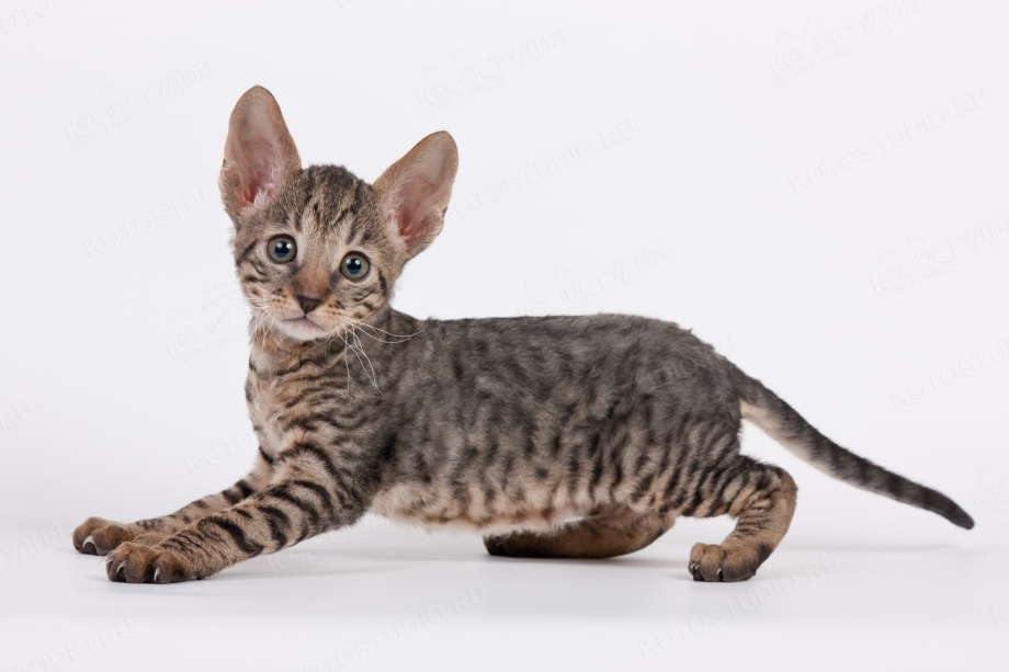 Корниш рекс котята