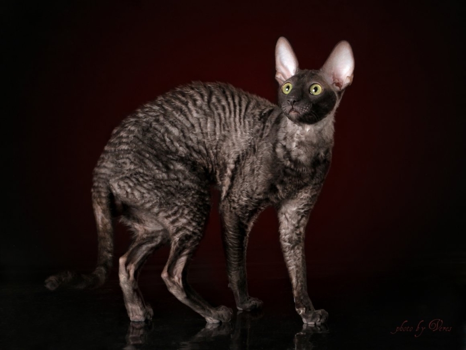 Корниш рекс кошка черная