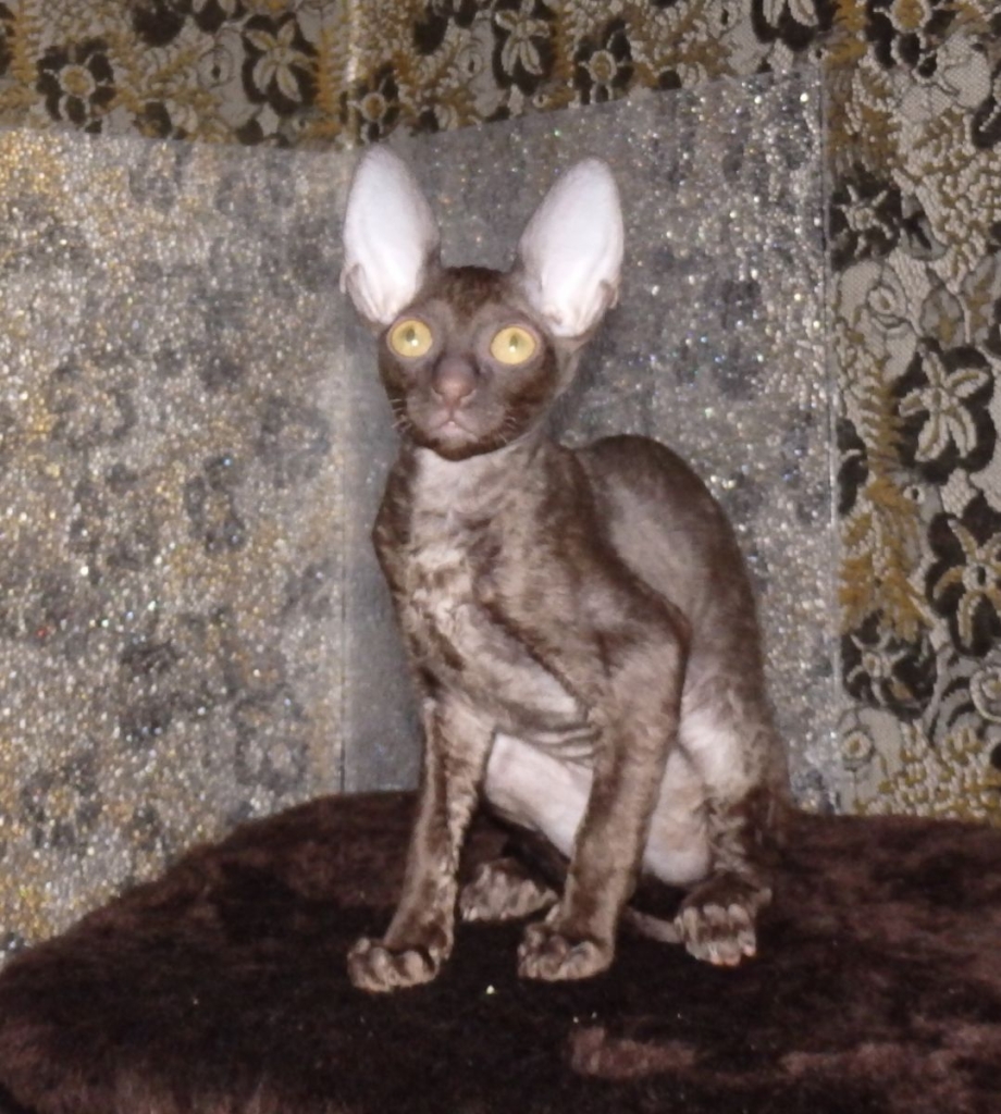 Корниш рекс питомник