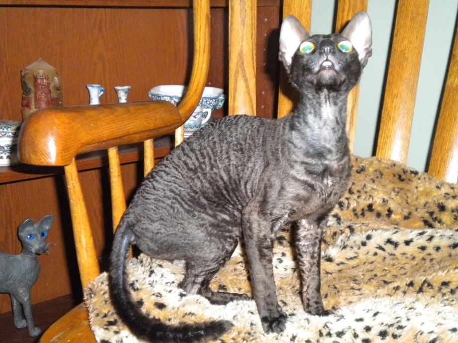 Корни Шрек