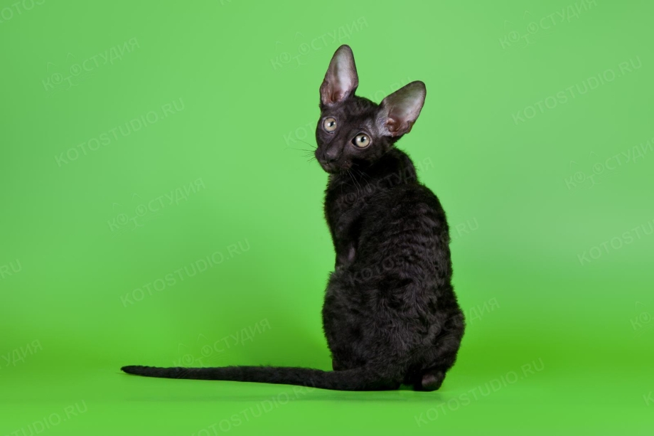 Корниш рекс кошка