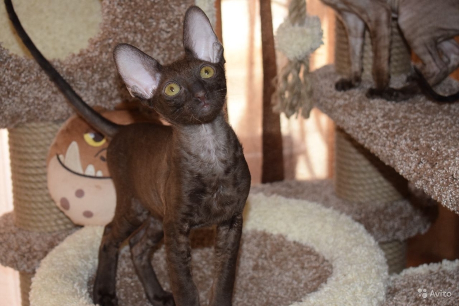 Корниш рекс котята