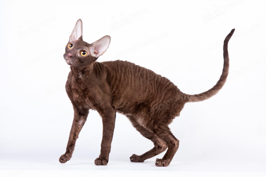 Корниш рекс кошка