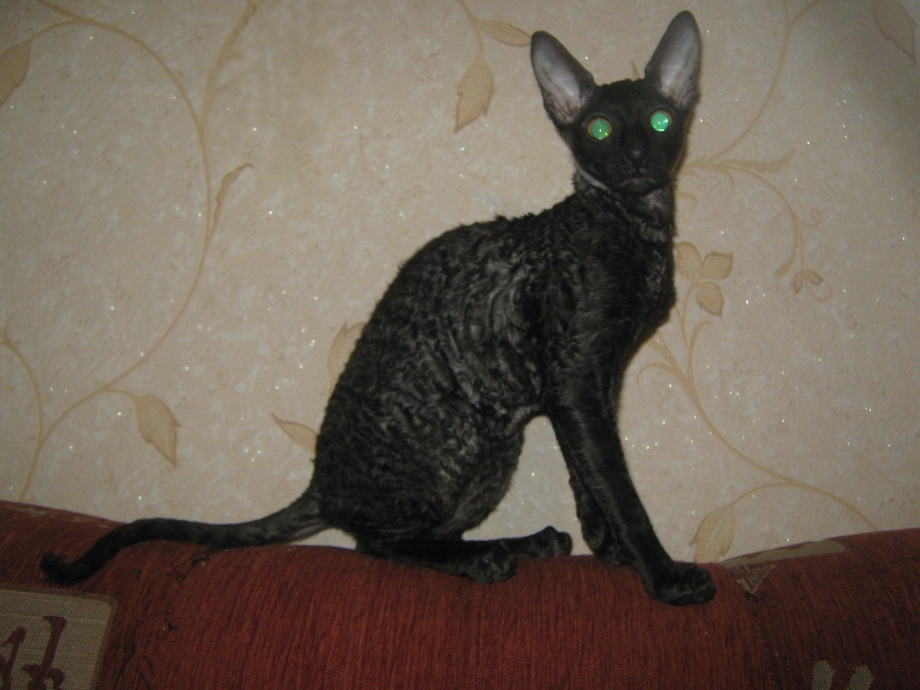 Корниш рекс толстеют