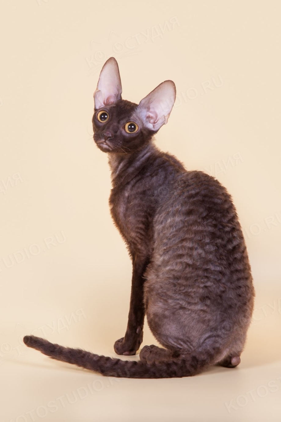 Конирекс кошка