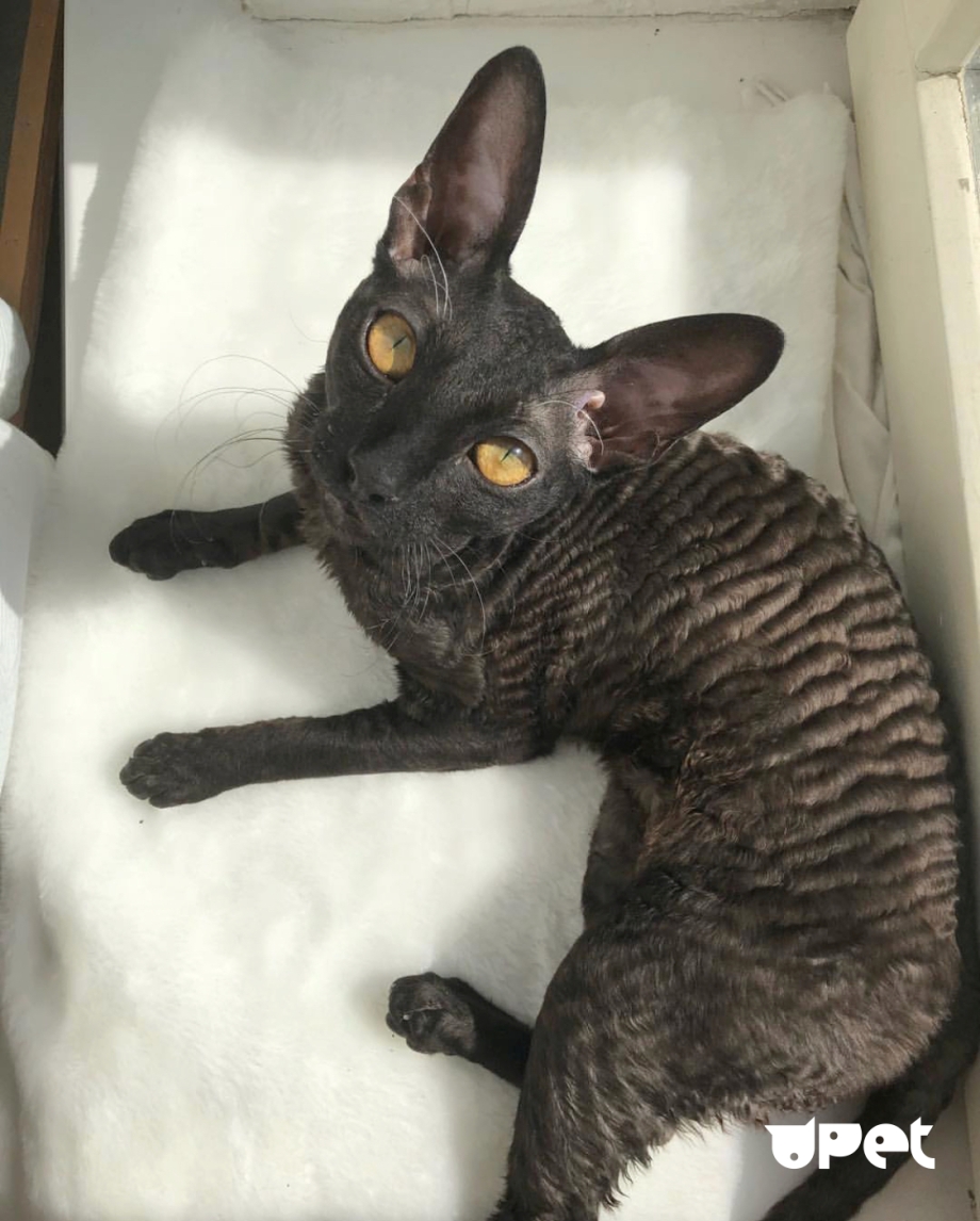 Корниш рекс кошка