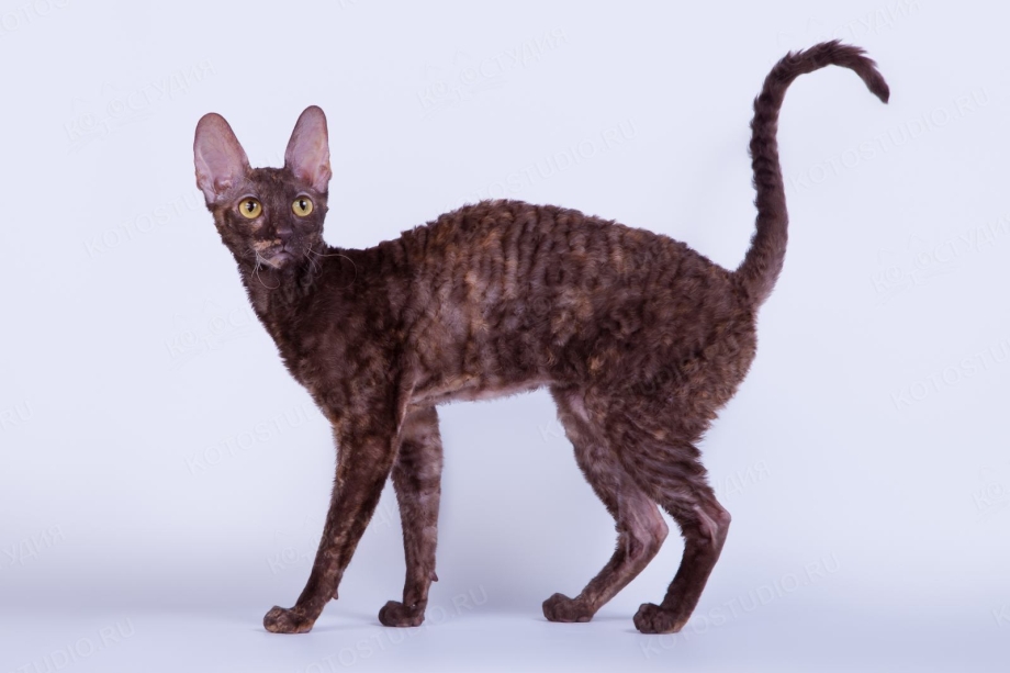 Корниш рекс кошка