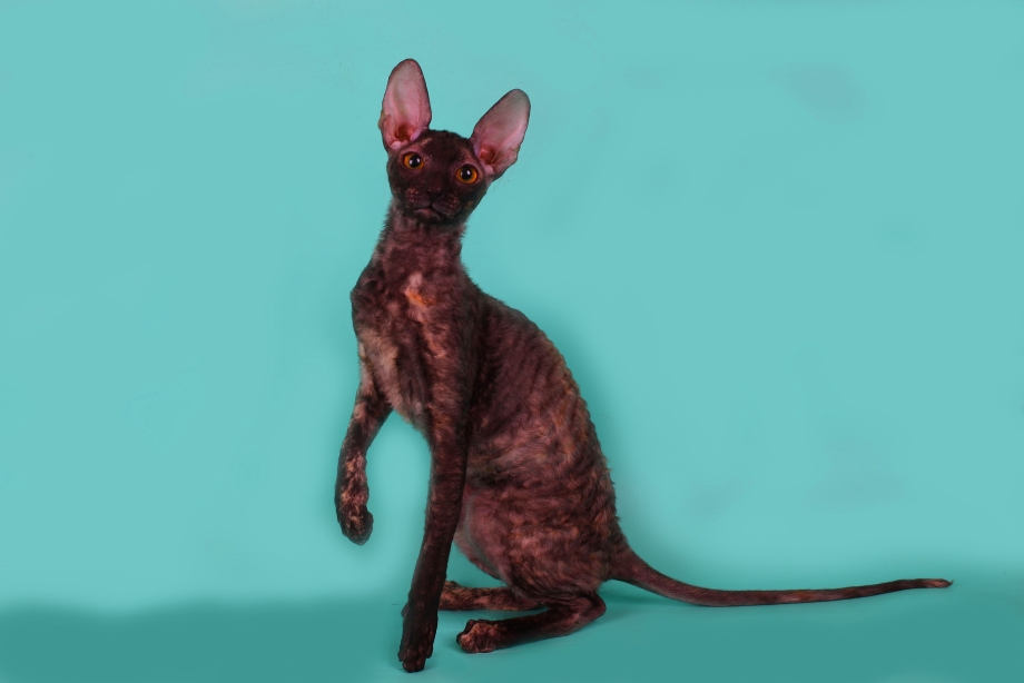 Корниш рекс котята