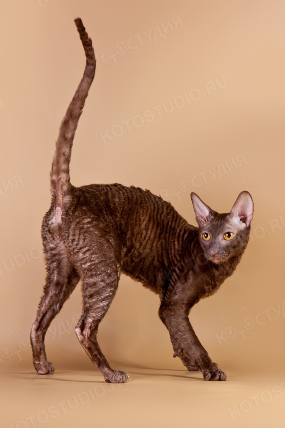 Корниш рекс котята