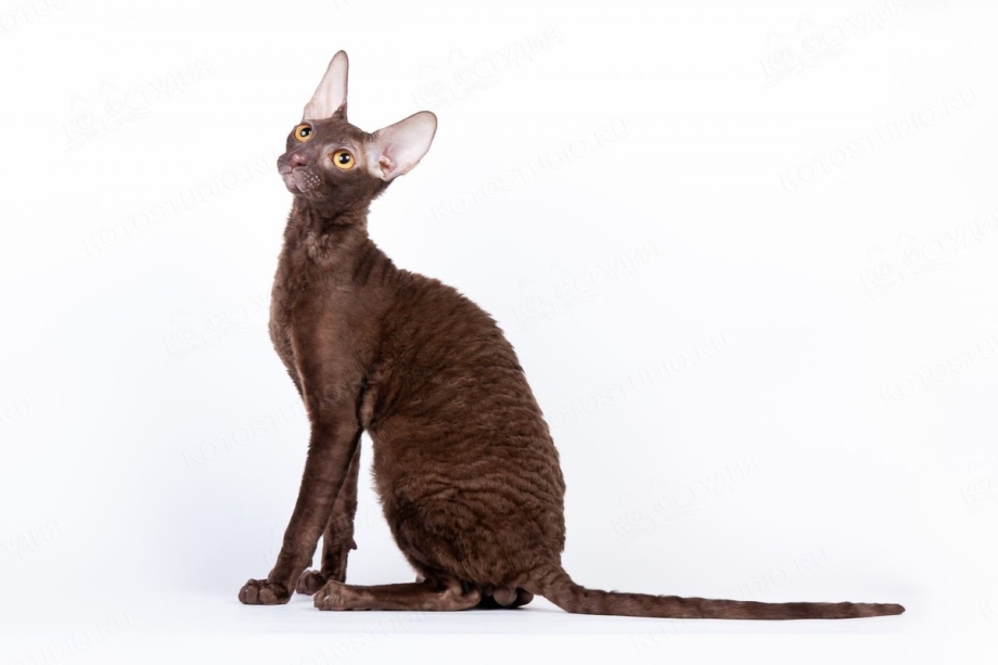 Корниш рекс котята