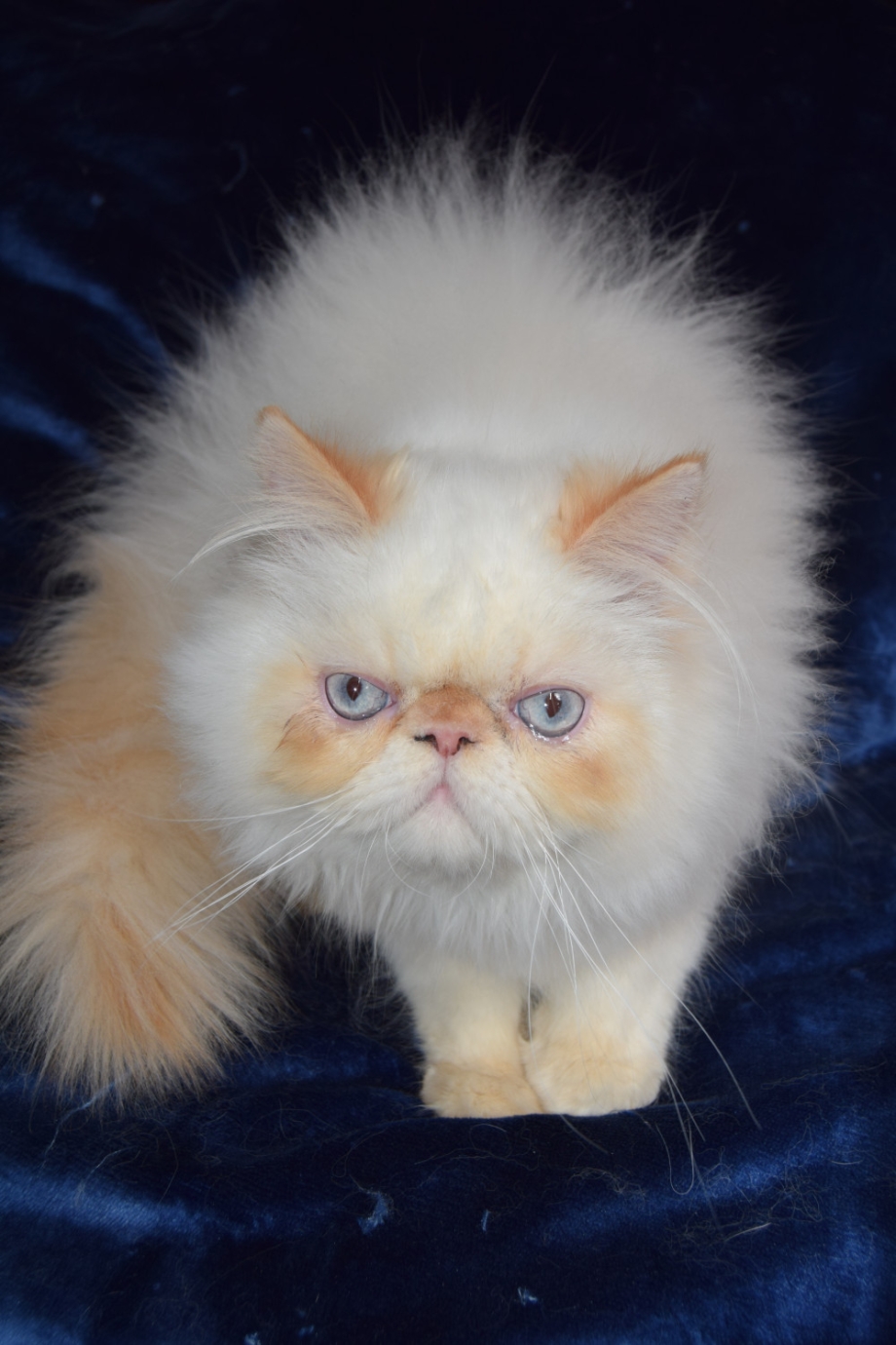 Персидская кошка