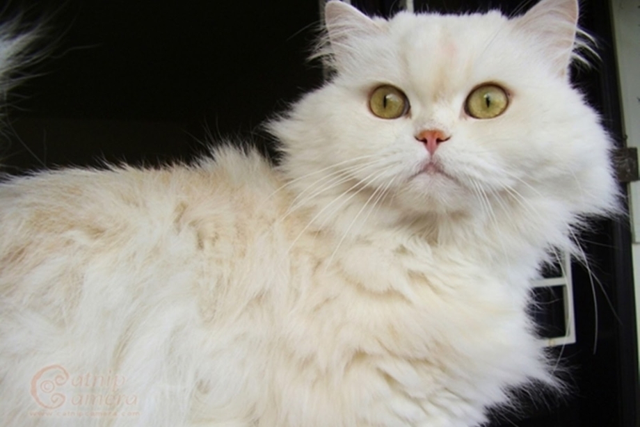 Классический белый персидский кот