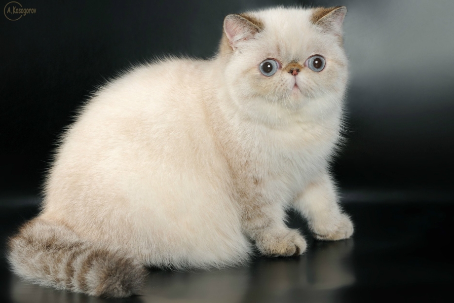 Экзотическая кошка (экзот)