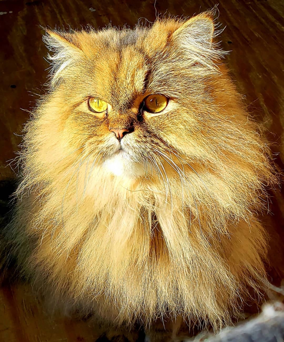 Персидская шиншилла рыжая